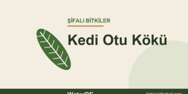 Kedi Otu Kökü faydaları, kullanımı ve özellikleri