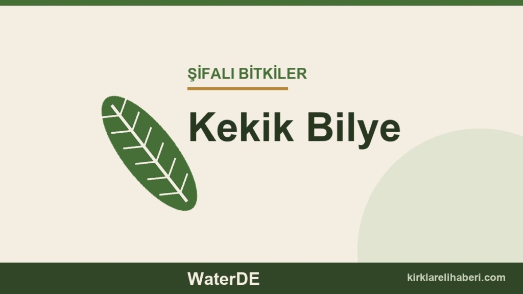 Kekik Bilye faydaları, kullanımı ve özellikleri