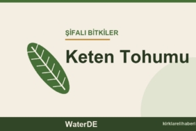 Keten Tohumu faydaları, kullanımı ve özellikleri