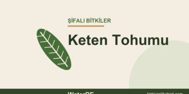 Keten Tohumu faydaları, kullanımı ve özellikleri
