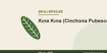 Kına Kına (Cinchona Pubescens) faydaları, kullanımı ve özellikleri