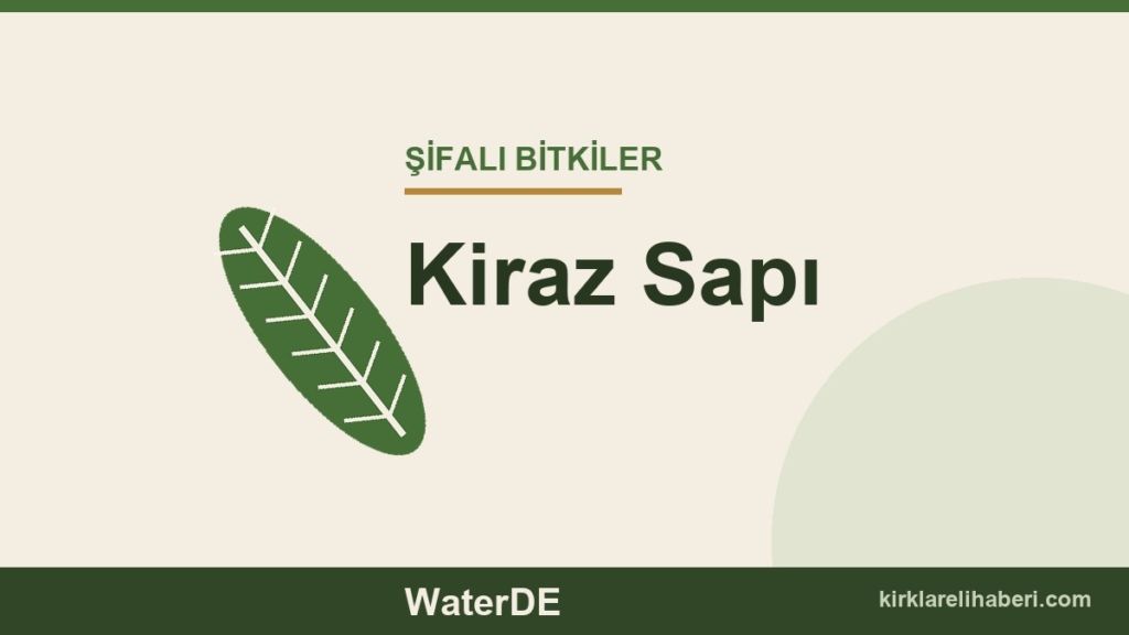 Kiraz Sapı faydaları, kullanımı ve özellikleri