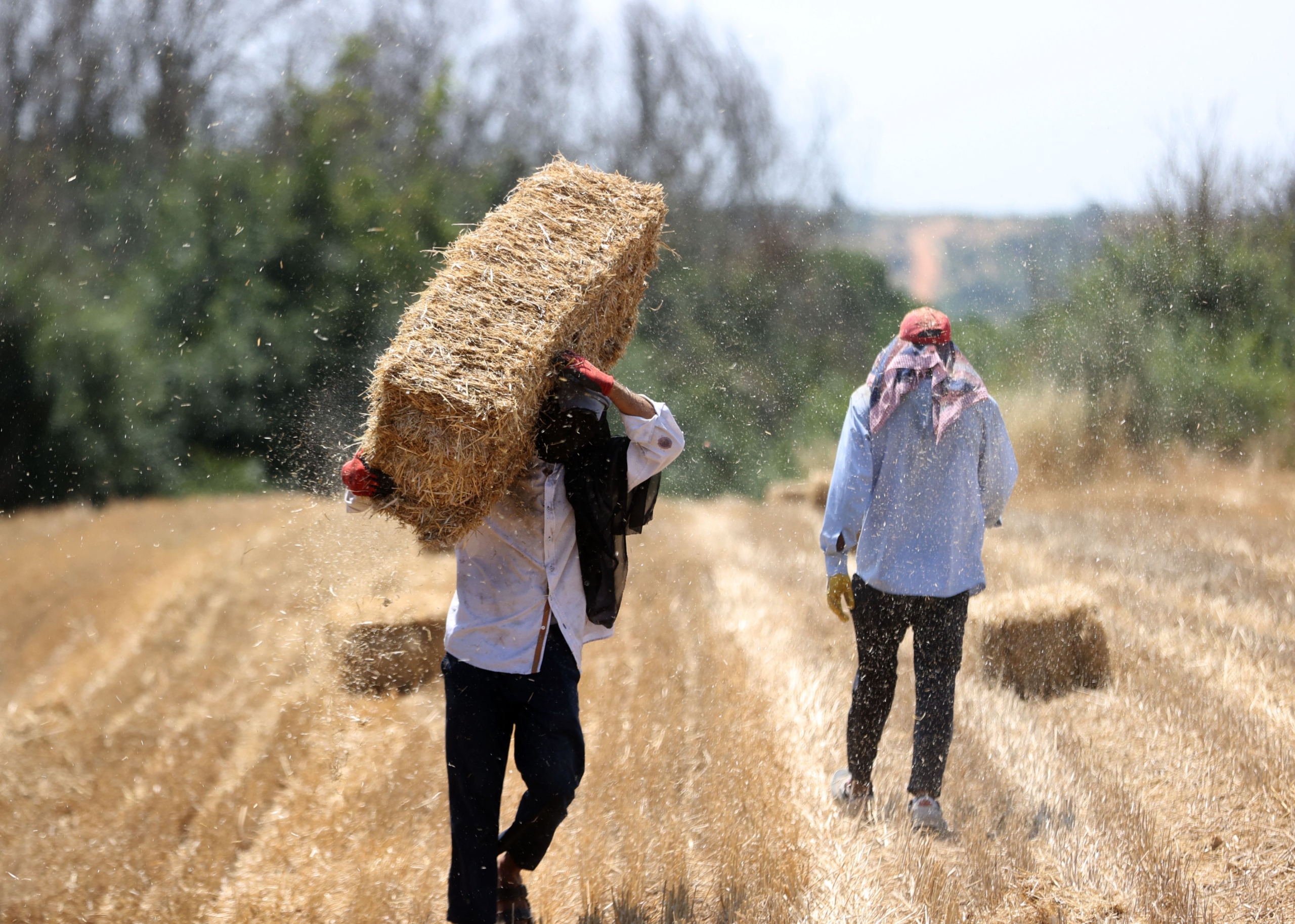 Kırklareli hasat