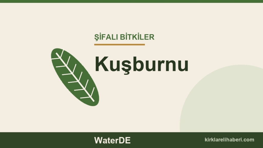 Kuşburnu faydaları, kullanımı ve özellikleri