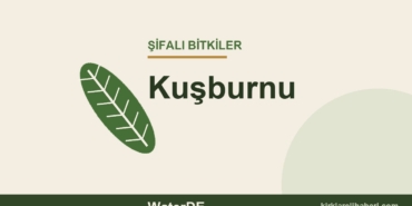 Kuşburnu faydaları, kullanımı ve özellikleri