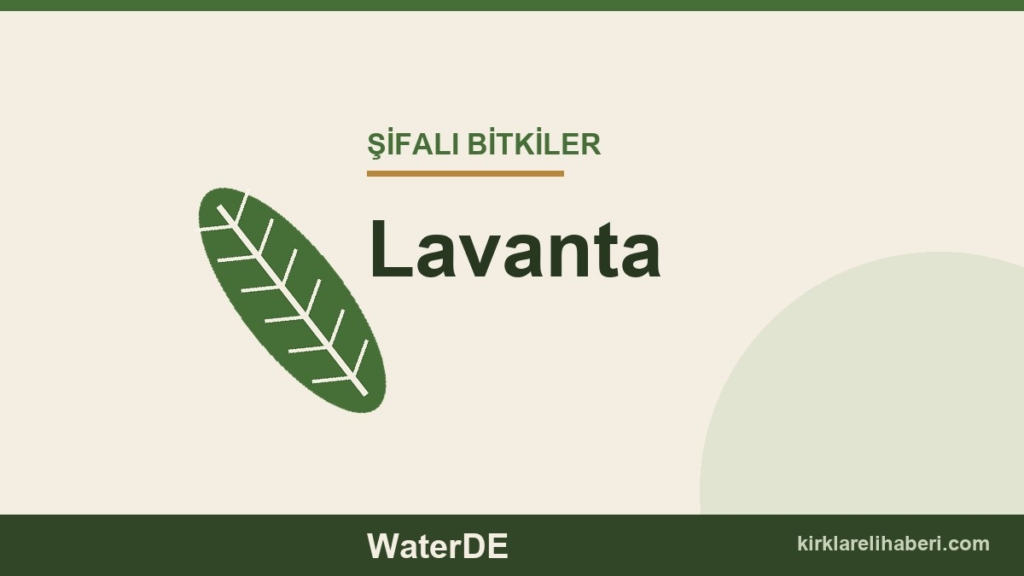 Lavanta faydaları, kullanımı ve özellikleri