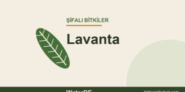 Lavanta faydaları, kullanımı ve özellikleri