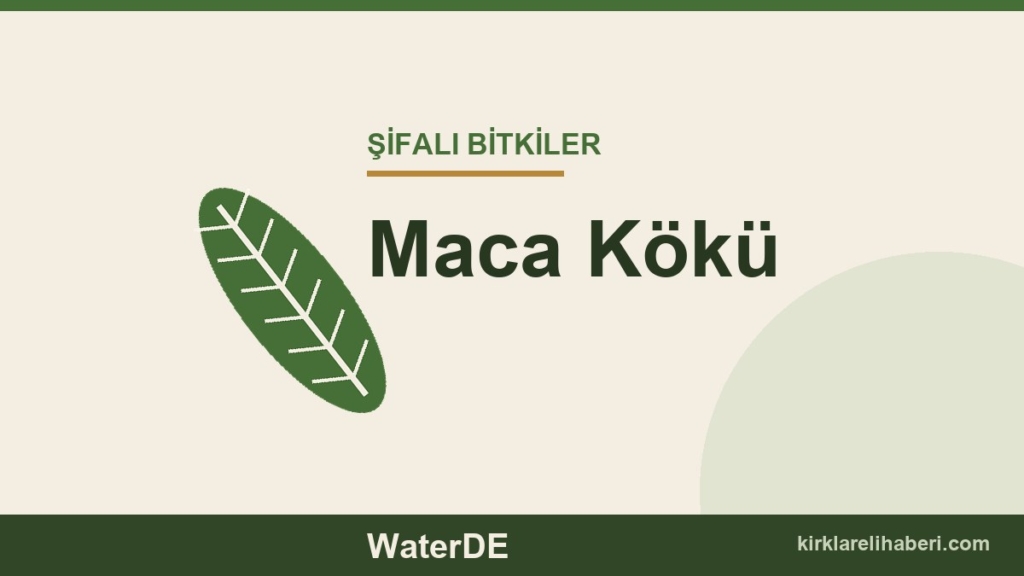 Maca Kökü faydaları, kullanımı ve özellikleri