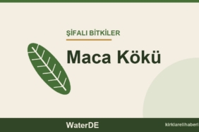 Maca Kökü faydaları, kullanımı ve özellikleri