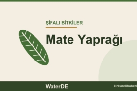 Mate Yaprağı faydaları, kullanımı ve özellikleri