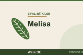 Melisa faydaları, kullanımı ve özellikleri