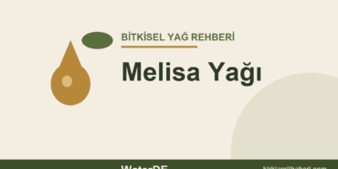 Melisa Yağı faydaları ve kullanımı