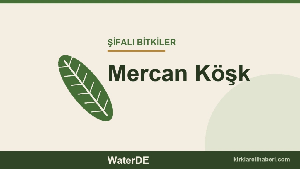 Mercan Köşk faydaları, kullanımı ve özellikleri