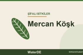 Mercan Köşk faydaları, kullanımı ve özellikleri