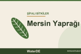 Mersin Yaprağı faydaları, kullanımı ve özellikleri