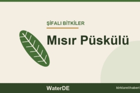 Mısır Püskülü faydaları, kullanımı ve özellikleri