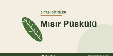 Mısır Püskülü faydaları, kullanımı ve özellikleri