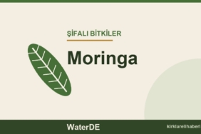 Moringa faydaları, kullanımı ve özellikleri