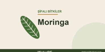 Moringa faydaları, kullanımı ve özellikleri