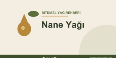 Nane Yağı faydaları ve kullanımı