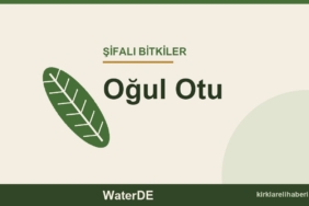 Oğul Otu faydaları, kullanımı ve özellikleri