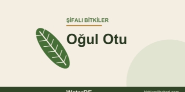 Oğul Otu faydaları, kullanımı ve özellikleri