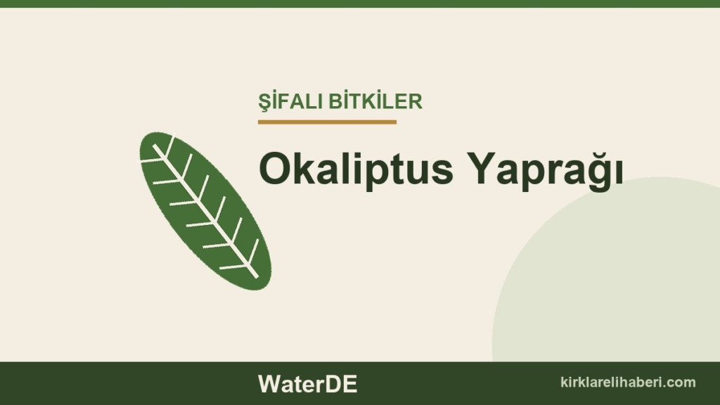 Okaliptus Yaprağı faydaları, kullanımı ve özellikleri