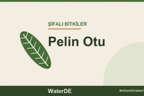 Pelin Otu faydaları, kullanımı ve özellikleri