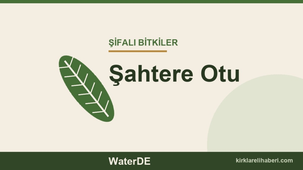 Şahtere Otu faydaları, kullanımı ve özellikleri