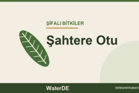 Şahtere Otu faydaları, kullanımı ve özellikleri