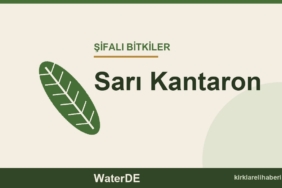 Sarı Kantaron faydaları, kullanımı ve özellikleri