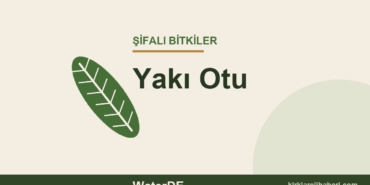 Yakı Otu faydaları, kullanımı ve özellikleri