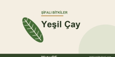 Yeşil Çay faydaları, kullanımı ve özellikleri