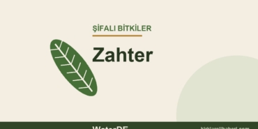 Zahter faydaları, kullanımı ve özellikleri