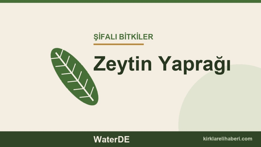 Zeytin Yaprağı faydaları, kullanımı ve özellikleri